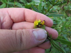 Hypericum densiflorum