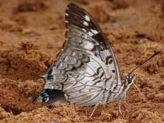 Charaxes achaemenes atlantica