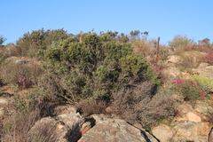 Phylica oleifolia