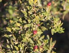 Phylica oleifolia