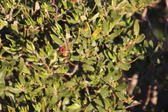 Phylica oleifolia