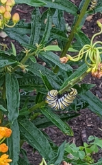 Danaus plexippus