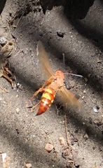 Sphecius