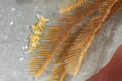 Aglaophenia latirostris image