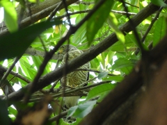 Rupornis magnirostris