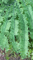 Adiantum aleuticum aleuticum