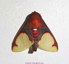 Pseudepimolis incarnata