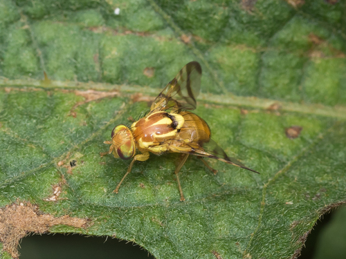 Zonosemata electa (Say, 1830)