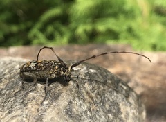 Monochamus marmorator