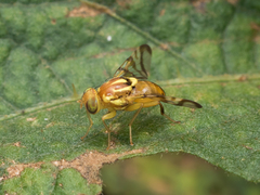 Zonosemata electa