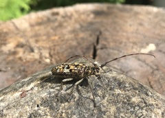 Monochamus marmorator