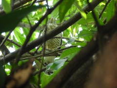 Rupornis magnirostris