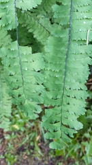 Adiantum aleuticum aleuticum