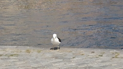 Larus fuscus