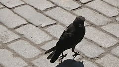 Corvus monedula