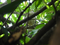 Rupornis magnirostris