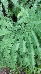 Adiantum aleuticum aleuticum