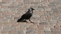 Corvus monedula