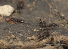 Odontomachus assiniensis