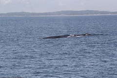 Balaenoptera musculus