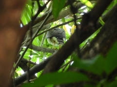 Rupornis magnirostris