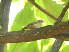 Troglodytes aedon