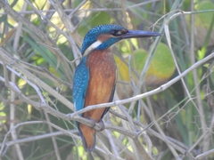 Alcedo atthis ispida