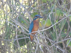 Alcedo atthis ispida