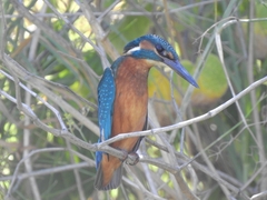 Alcedo atthis ispida
