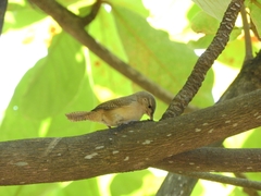 Troglodytes aedon