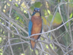 Alcedo atthis ispida