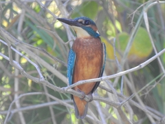 Alcedo atthis ispida