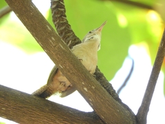 Troglodytes aedon