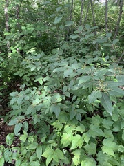 Viburnum cassinoides image