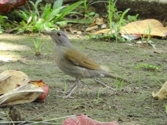 Turdus leucomelas