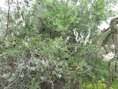 Condalia mexicana