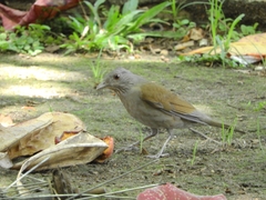 Turdus leucomelas