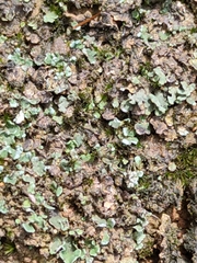 Marchantia emarginata