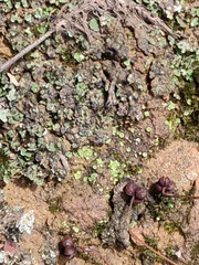 Marchantia emarginata