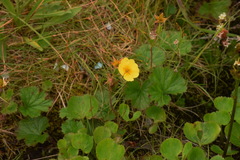 Geum calthifolium