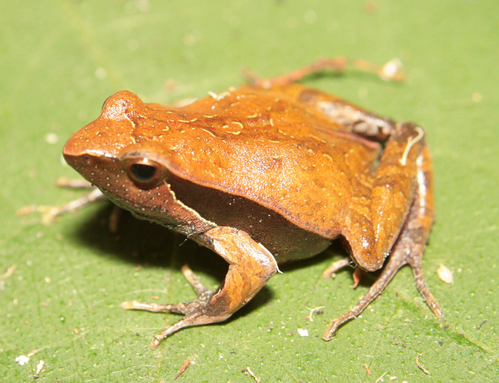 Atlantic Forest Dwarf Frog