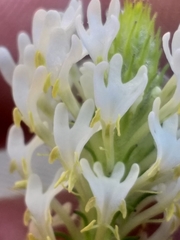 Dischisma ciliatum ciliatum