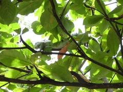 Iguana iguana