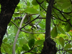 Iguana iguana