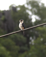 Microhierax caerulescens