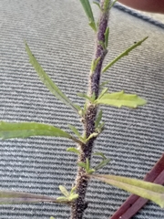 Dischisma ciliatum ciliatum