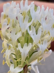 Dischisma ciliatum ciliatum