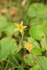 Geum calthifolium