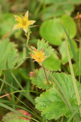 Geum calthifolium