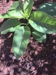 Phytolacca americana